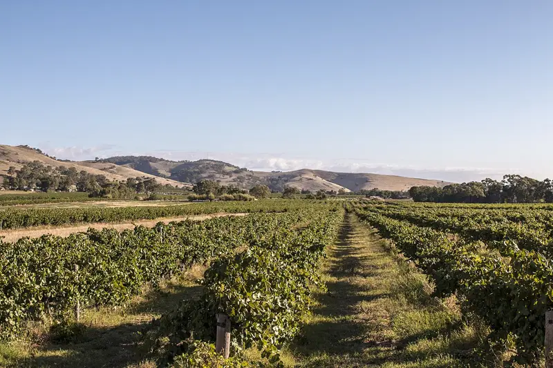 Taste the Barossa premium wine tour