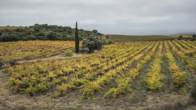 Wine tours and things to do in Bordeaux & France
