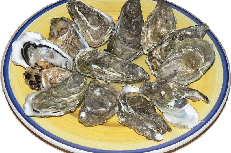 Oysters